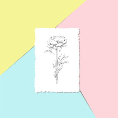 Kartpostal ile boyalı bir şakayık bir pembe, mavi ve sarı arka plan vektör üzerinde yırtık bir kenar ile.