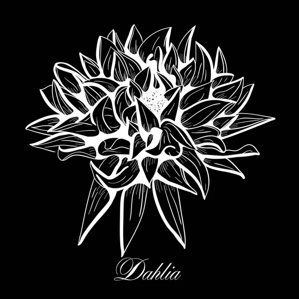 Dahlia Dessiné Main Illustration Vectorielle Gravure Florale Fleurs Fleur Blanche — Image vectorielle