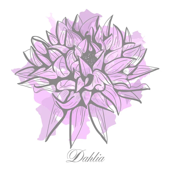 Håndtegnet Dahlia Blomst Blomster Gravering Vektor Illustration Hvid Blomst Sort – Stock-vektor