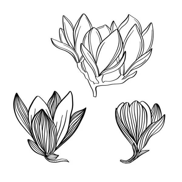 Set di disegni a mano libera di fiori di magnolia. Collezione botanica floreale schizzo. — Vettoriale Stock