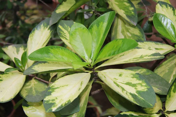 Parlak büyük yoğun yeşil yaprakları ile bitki