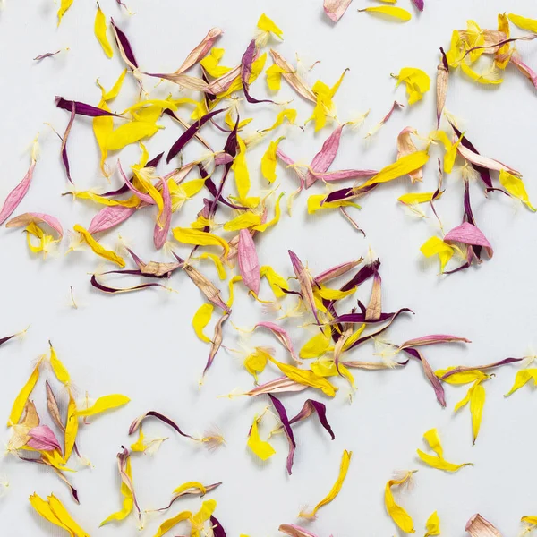 Dry multicolored flower petals scattered on a gray background