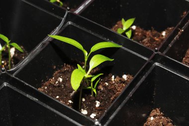 Siyah bir tencerede küçük yeşil filiz fide