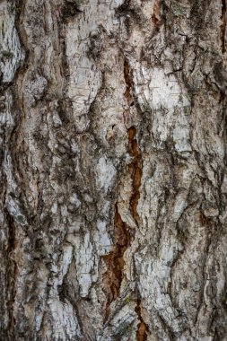 Huş ağacı nın siyah ve beyaz huş kabuğunun yapısı