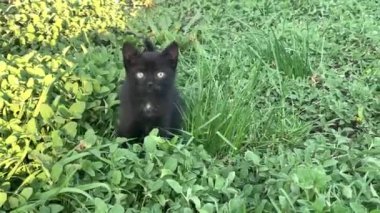 Çimenlerle kaplı bir arazide oturan siyah bir kedicik. Yüksek kaliteli görüntüler