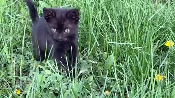 一只黑猫坐在草地上 覆盖着田野 高质量的镜头 — 图库视频影像