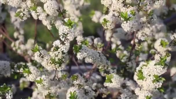 Virágzó Cseresznyefa Fehér Virágokkal Ringatózik Szélben Egy Napsütéses Napon — Stock videók