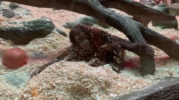 Macaco Marrom Grande Encontra Serragem Jardim Zoológico Sobe Ramo Árvore — Vídeo de Stock