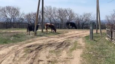Güneşli bir yaz gününde üç inek köy yolunda yürür ve bir sütunda kafasını kaşır. Yüksek kalite 4k görüntü