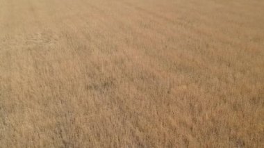 Buğday tarlası ve mavi gökyüzü beyaz bulutlar ile yaz günü drone atışları