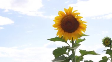 Bir yaz gününde mavi gökyüzünün arka planında büyük bir ayçiçeği.