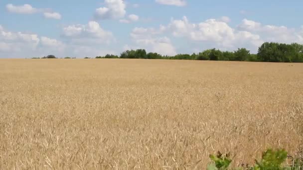 Campo de trigo e céu azul com nuvens brancas em um dia de verão — Vídeo de Stock