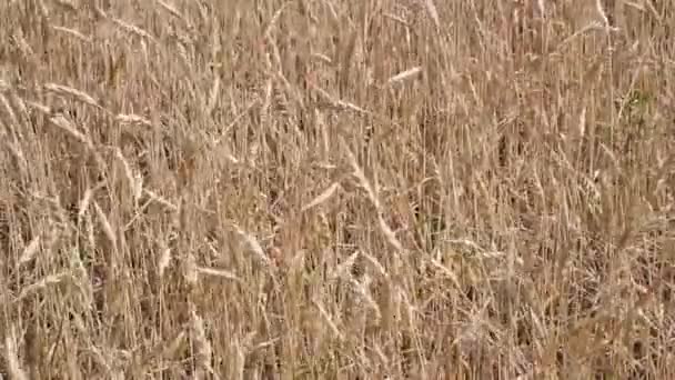 Campo de trigo e céu azul com nuvens brancas em um dia de verão — Vídeo de Stock