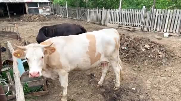 Duas vacas ficam em uma barraca ao ar livre na aldeia à noite — Vídeo de Stock