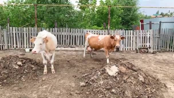 Duas vacas ficam em uma barraca ao ar livre na aldeia à noite — Vídeo de Stock