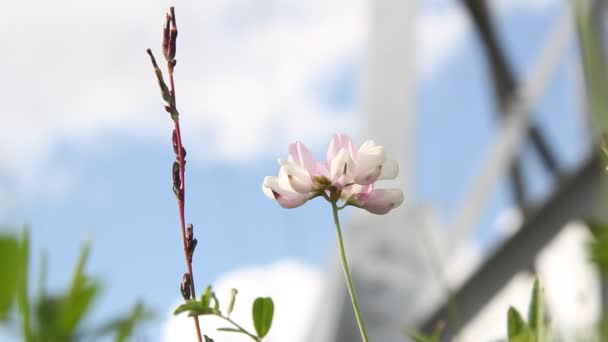 Flor Blanca Rosa Balanceándose Viento Contra Cielo Azul Con Nubes — Vídeos de Stock