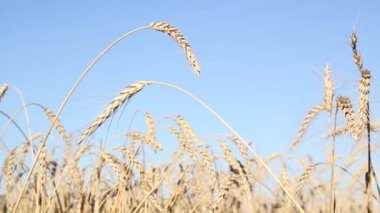 Buğday tarlası ve mavi gökyüzü yaz gününde beyaz bulutlarla 