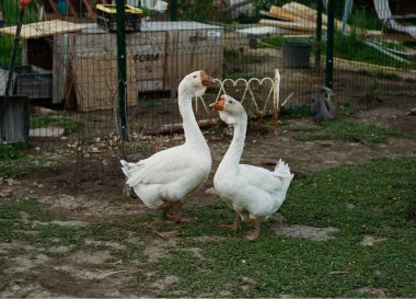 Bir fotoğraf için poz veren Kholmogorsk kazları
