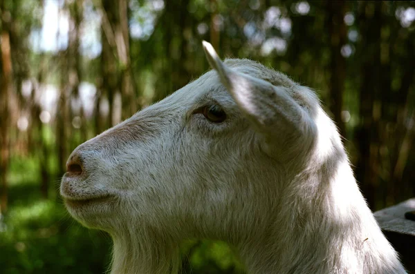 Goat Portrait Photographed Forest Background — Stock Photo, Image