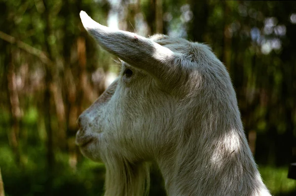 Chèvre Regardant Loin Contre Une Forêt — Photo