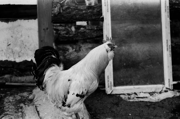 Foto Preto Branco Galo Olhando Pela Janela — Fotografia de Stock