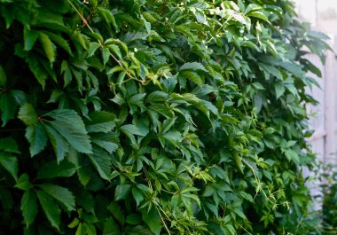 Partenosissus Vitacea 'nın yeşil duvarı