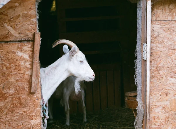 玄関のヤギのプロフィール — ストック写真