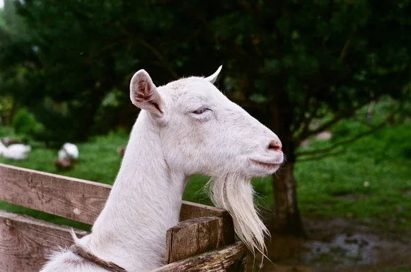 Goat Looks Dreams — Stock Photo, Image