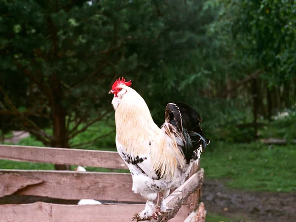 木制栅栏上的公鸡 — 图库照片
