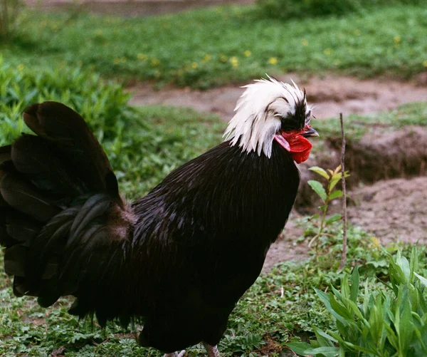 Retrato Gallo Blanco Negro —  Fotos de Stock