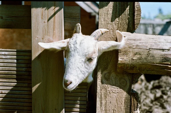 フェンスの後ろにいる好奇心旺盛なヤギは — ストック写真