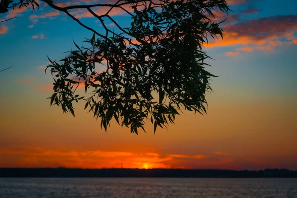 Arbre Sur Lac Coucher Soleil — Photo