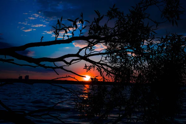 Árvore Lago Pôr Sol — Fotografia de Stock