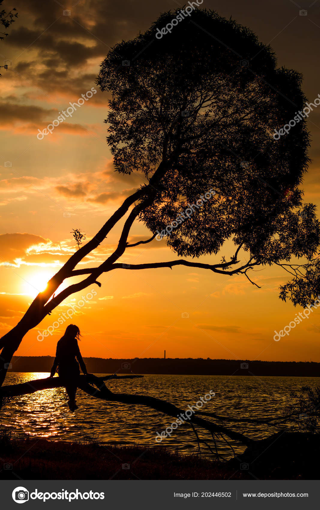 Silhouette Une Jeune Femme Assise Sur Arbre Coucher Soleil