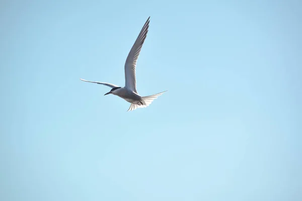 Gaivota Pássaro Voando Céu — Fotografia de Stock