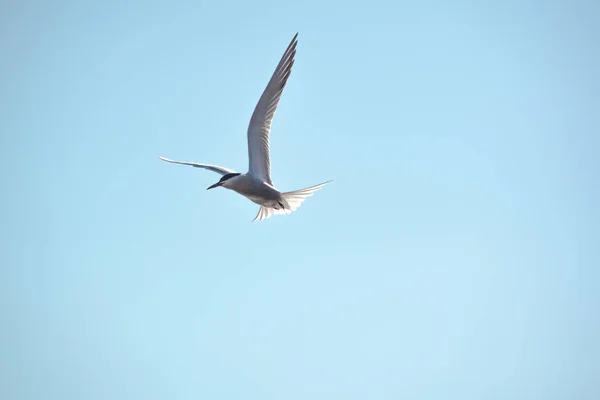 Möwe Fliegt Den Himmel — Stockfoto