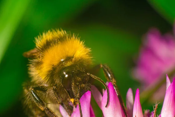 Bumblebee yonca üzerinde
