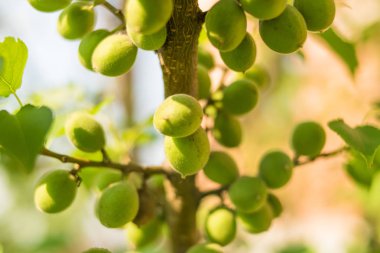 Bir ağaç üzerinde büyüyen yeşil erik