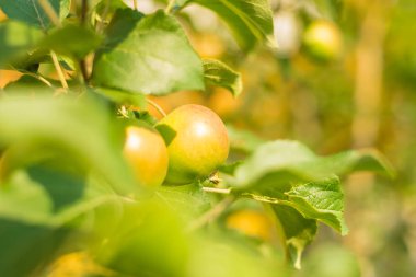 Ağaçtaki yeşil elmalar