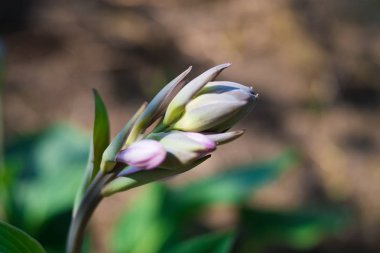 Bir blury arka plan üzerinde güzel bitki