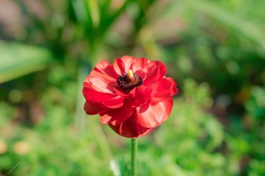 Yeşil blury arka plan üzerinde kırmızı çiçek