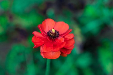 Yeşil blury arka plan üzerinde kırmızı çiçek