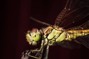 Bir yusufçuk Close-up