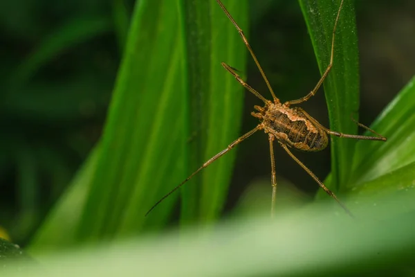 Çim Closeup Örümcek — Stok fotoğraf