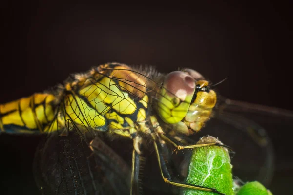 Close Dragonfly — Stock Photo, Image