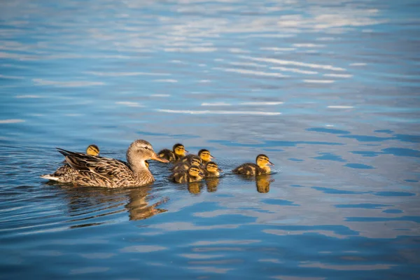 Pato Com Patinhos Nadando Lago — Fotografia de Stock