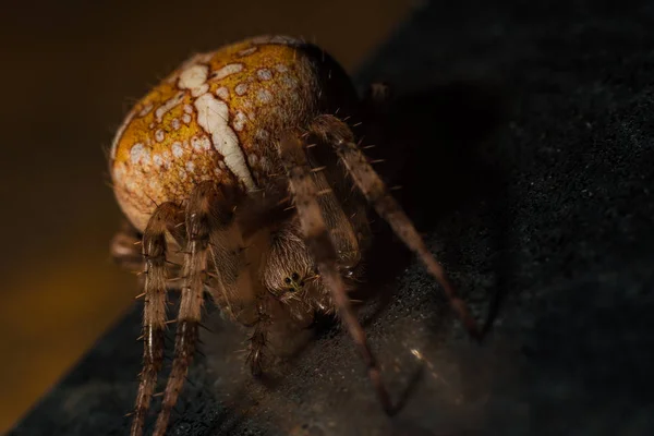 Gros Plan Une Araignée Sur Une Surface Sombre — Photo