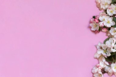 Elma pembe arka planda çiçek açar. Üst Manzara. - Yakın çekim. Selamlama, davet, ilham verici metin, güzel alıntılar veya olumlu sözler için boş bir yer.