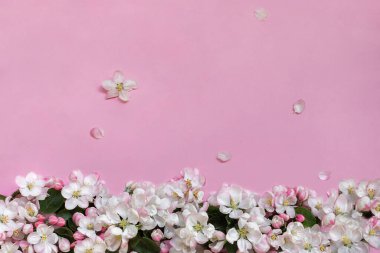 Elma pembe arka planda çiçek açar. Üst Manzara. - Yakın çekim. Selamlama, davet, ilham verici metin, güzel alıntılar veya olumlu sözler için boş bir yer.