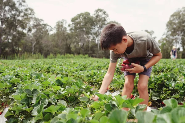 Joven Asiático Chico Picking Fresco Fresa Orgánica Fresa Granja — Foto de Stock